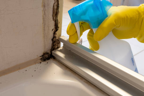 Best Attic Mold Removal  in Linganore, MD