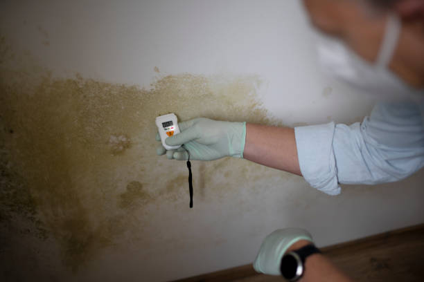 Professional Mold Removal in Linganore, MD