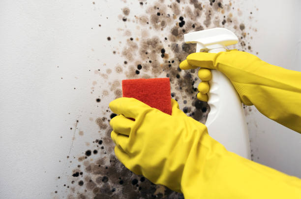 Best Mold Remediation  in Linganore, MD