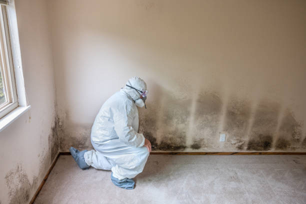 Best Mold Remediation Experts  in Linganore, MD