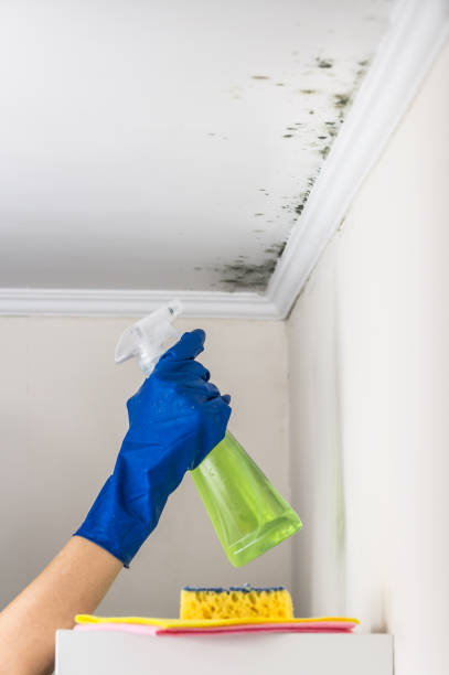 Best Emergency Mold Removal  in Linganore, MD